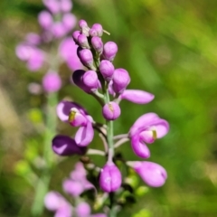 Comesperma ericinum (Heath Milkwort) at Ulladulla Wildflower Reserve - 30 Dec 2021 by tpreston