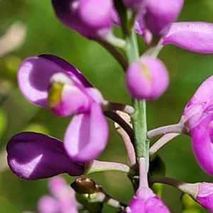 Comesperma ericinum at Ulladulla, NSW - 30 Dec 2021