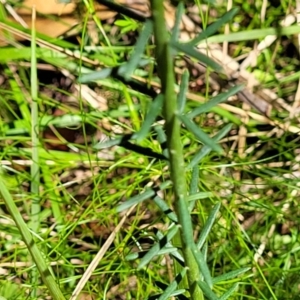 Comesperma ericinum at Ulladulla, NSW - 30 Dec 2021