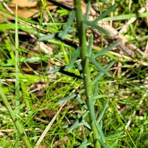 Comesperma ericinum at Ulladulla, NSW - 30 Dec 2021 11:07 AM