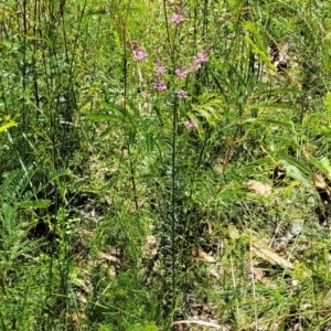 Comesperma ericinum at Ulladulla, NSW - 30 Dec 2021