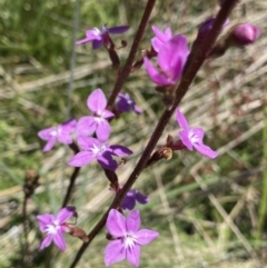 Stylidium montanum (Alpine Triggerplant) at Cotter River, ACT - 28 Dec 2021 by Ned_Johnston