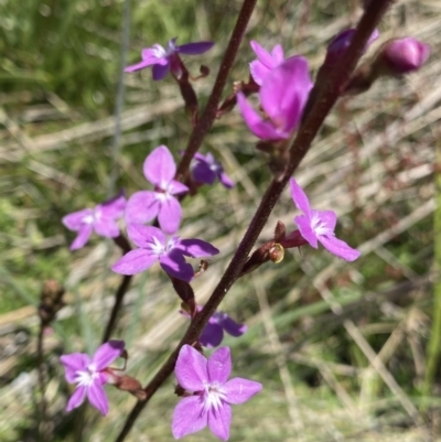 Stylidium montanum (alpine triggerplant) at Cotter River, ACT - 28 Dec 2021 by NedJohnston