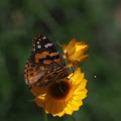 Vanessa kershawi (Australian Painted Lady) at Molonglo Valley, ACT - 9 Nov 2021 by Caric