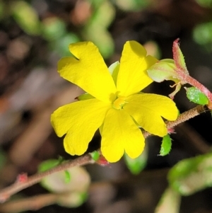 Hibbertia aspera subsp. aspera at Ulladulla, NSW - 30 Dec 2021 11:03 AM