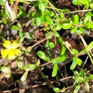 Hibbertia aspera subsp. aspera at Ulladulla, NSW - 30 Dec 2021 11:03 AM