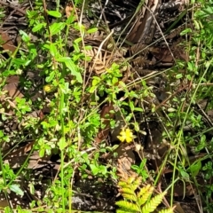 Hibbertia aspera subsp. aspera at Ulladulla, NSW - 30 Dec 2021 11:03 AM