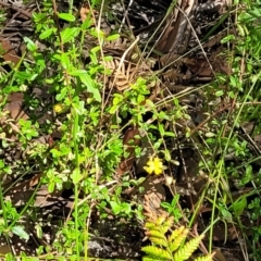 Hibbertia aspera subsp. aspera at Ulladulla, NSW - 30 Dec 2021