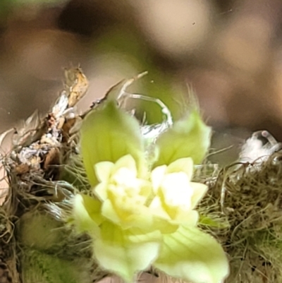 Xanthosia pilosa (Woolly Xanthosia) at Ulladulla Wildflower Reserve - 30 Dec 2021 by trevorpreston