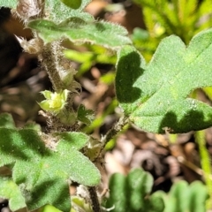Xanthosia pilosa at Ulladulla, NSW - 30 Dec 2021