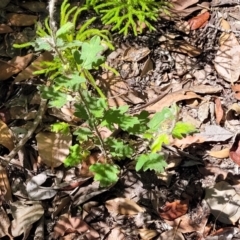 Xanthosia pilosa at Ulladulla, NSW - 30 Dec 2021