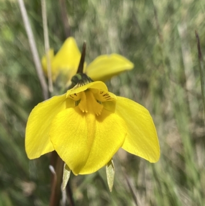 Diuris monticola (Highland Golden Moths) at Cotter River, ACT - 28 Dec 2021 by Ned_Johnston