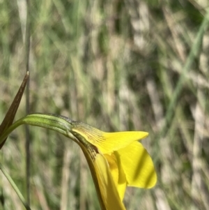 Diuris monticola at Cotter River, ACT - 28 Dec 2021