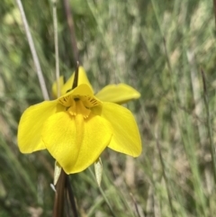 Diuris monticola at Cotter River, ACT - 28 Dec 2021