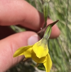 Diuris monticola at Cotter River, ACT - 28 Dec 2021