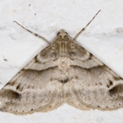 Syneora hemeropa (Ring-tipped Bark Moth) at Melba, ACT - 25 Oct 2021 by kasiaaus