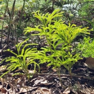 Pseudolycopodium densum at Ulladulla, NSW - suppressed