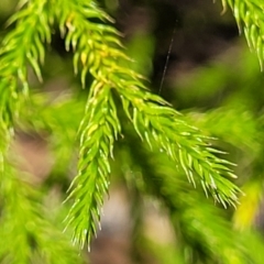 Pseudolycopodium densum at Ulladulla, NSW - suppressed