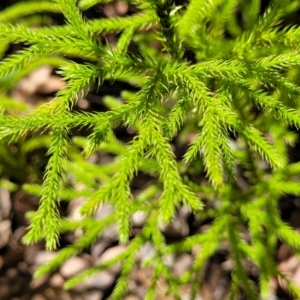 Pseudolycopodium densum at Ulladulla, NSW - 30 Dec 2021