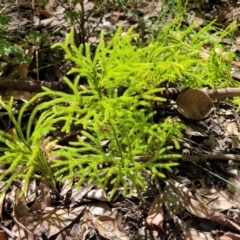 Lycopodium deuterodensum at Ulladulla, NSW - 30 Dec 2021