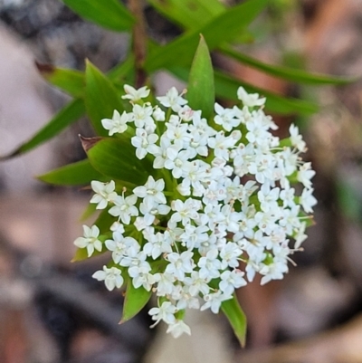 Platysace lanceolata (Shrubby Platysace) at Ulladulla Wildflower Reserve - 29 Dec 2021 by tpreston