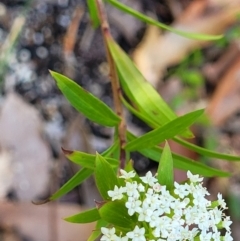 Platysace lanceolata at Ulladulla, NSW - 30 Dec 2021 10:59 AM