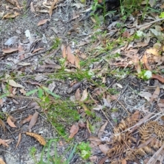 Platysace lanceolata at Ulladulla, NSW - 30 Dec 2021