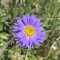 Brachyscome spathulata (Coarse Daisy, Spoon-leaved Daisy) at Namadgi National Park - 28 Dec 2021 by Ned_Johnston