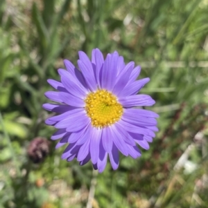 Brachyscome spathulata at Cotter River, ACT - 28 Dec 2021