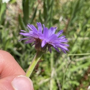 Brachyscome spathulata at Cotter River, ACT - 28 Dec 2021