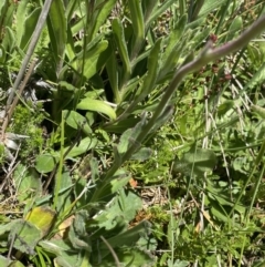 Brachyscome spathulata at Cotter River, ACT - 28 Dec 2021