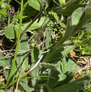 Brachyscome spathulata at Cotter River, ACT - 28 Dec 2021