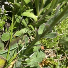 Brachyscome spathulata at Cotter River, ACT - 28 Dec 2021