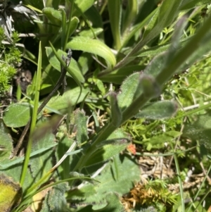 Brachyscome spathulata at Cotter River, ACT - 28 Dec 2021