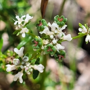 Poranthera corymbosa at Ulladulla, NSW - 30 Dec 2021