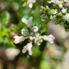 Poranthera corymbosa at Ulladulla, NSW - 30 Dec 2021