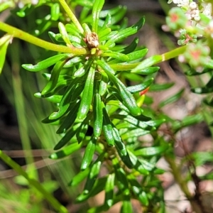 Poranthera corymbosa at Ulladulla, NSW - 30 Dec 2021