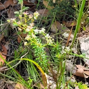 Poranthera corymbosa at Ulladulla, NSW - 30 Dec 2021