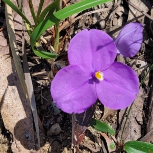 Patersonia sericea at Ulladulla, NSW - 30 Dec 2021 10:52 AM