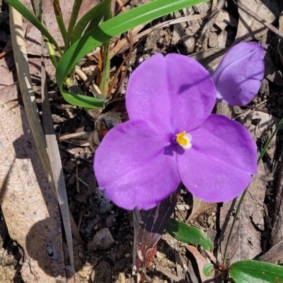 Patersonia sericea (Silky Purple-flag) at Ulladulla Wildflower Reserve - 29 Dec 2021 by trevorpreston
