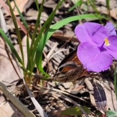 Patersonia sericea at Ulladulla, NSW - 30 Dec 2021