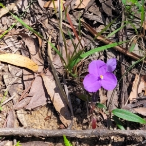 Patersonia sericea at Ulladulla, NSW - 30 Dec 2021