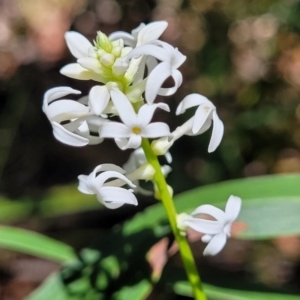 Stackhousia monogyna at Ulladulla, NSW - 30 Dec 2021