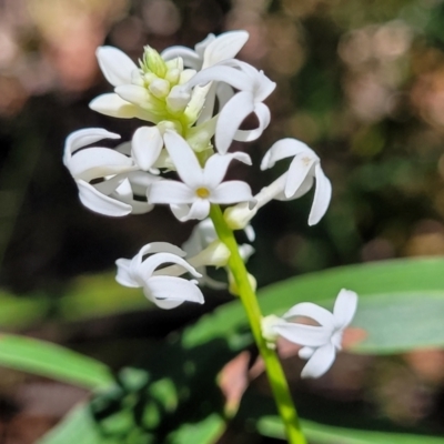 Stackhousia monogyna (Creamy Candles) at Ulladulla, NSW - 30 Dec 2021 by trevorpreston