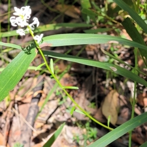 Stackhousia monogyna at Ulladulla, NSW - 30 Dec 2021