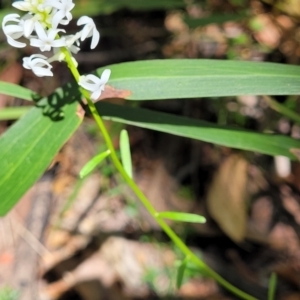 Stackhousia monogyna at Ulladulla, NSW - 30 Dec 2021