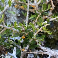 Melicytus angustifolius subsp. divaricatus (Divaricate Tree Violet) at Cotter River, ACT - 28 Dec 2021 by Ned_Johnston