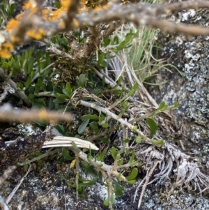 Melicytus angustifolius subsp. divaricatus at Cotter River, ACT - 28 Dec 2021