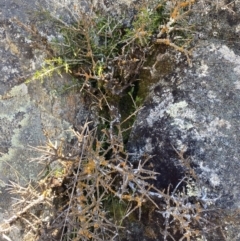 Melicytus angustifolius subsp. divaricatus at Cotter River, ACT - 28 Dec 2021