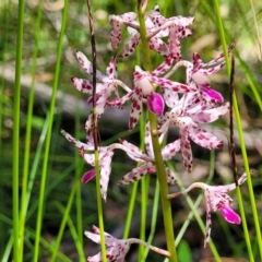 Dipodium variegatum (Blotched Hyacinth Orchid) at Ulladulla Wildflower Reserve - 30 Dec 2021 by trevorpreston